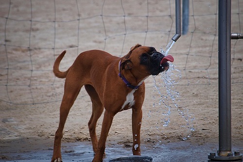 Control of Heat Stress in Dogs