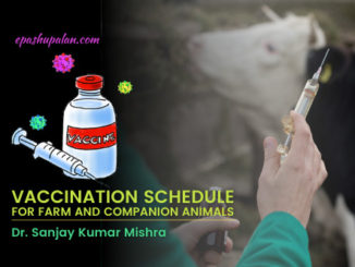 Vaccination Schedule for Farm and Companion Animals