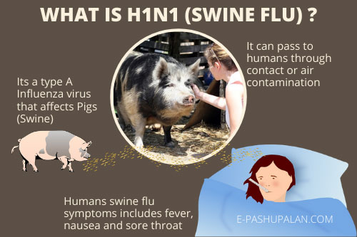 Swine Flu and its outbreaks – epashupalan