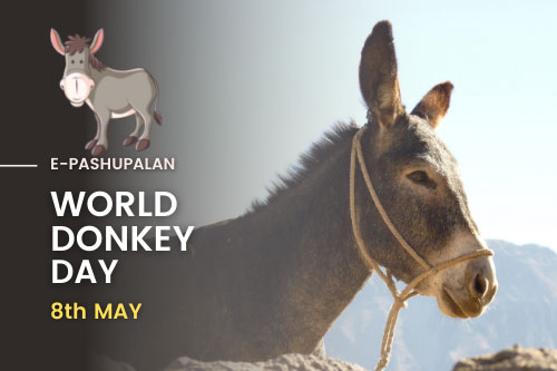 World Donkey Day