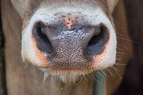 Role of Saliva in Ruminant Digestion