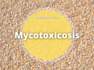 mycotoxicosis