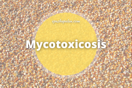 mycotoxicosis