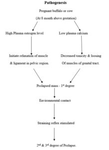 Management of Prolapse in Cattle and Buffalo – epashupalan