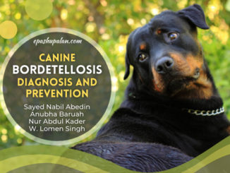 Canine Bordetellosis: Diagnosis and Prevention