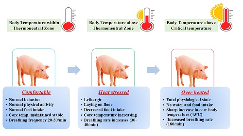 Heat stress in swine: Impact and strategies to combat – epashupalan