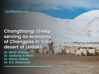Changthangi Sheep serving as economy of Changpas in Cold desert of Ladakh