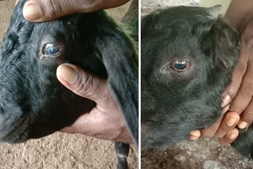 Herbal eye drops from Glycosmis pentaphylla (Raneul) and Spondias pinnata (Amra) to treat goat conjunctivitis– a case report- A&N Islands