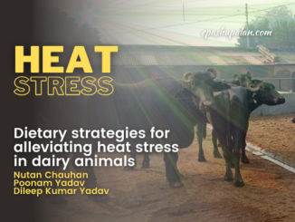 Dietary strategies for alleviating heat stress in dairy animals