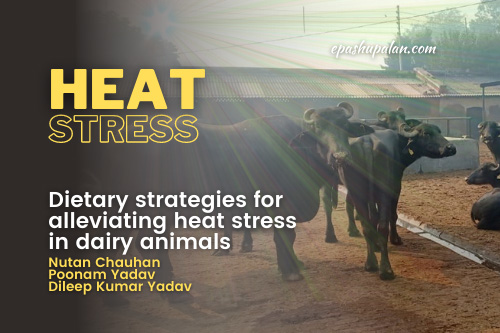 Dietary strategies for alleviating heat stress in dairy animals –  epashupalan