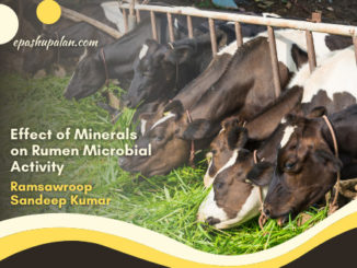 Effect of Minerals on Rumen Microbial Activity