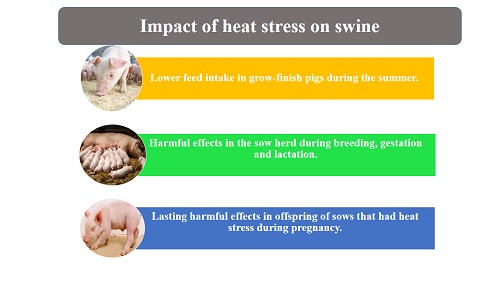 Fig.2: Impact of heat stress on swine