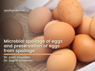 Microbial spoilage of eggs and preservation of eggs from spoilage