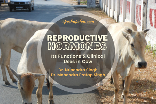 Reproductive Hormones- Its Functions & Clinical Uses in Cow – epashupalan