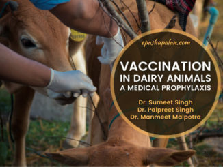 Vaccination in dairy animals A medical prophylaxis