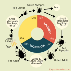 Kyasanur Forest Disease (Monkey Fever): An Overview – epashupalan