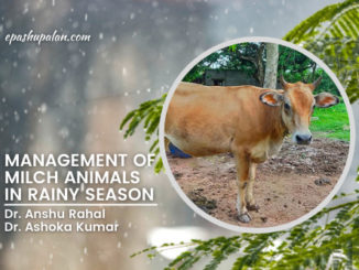 Management of Milch Animals in Rainy Season