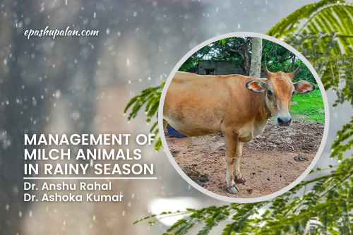 Management of Milch Animals in Rainy Season – epashupalan