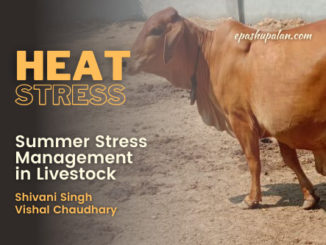 Summer Stress Management in Livestock