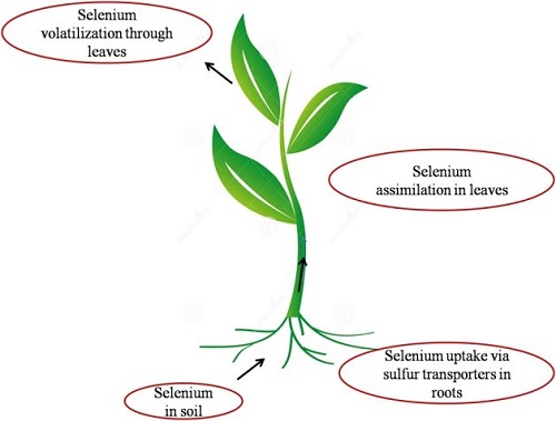 Selenium: Behavior with Soil and Plants and its Implication for Livestock Health