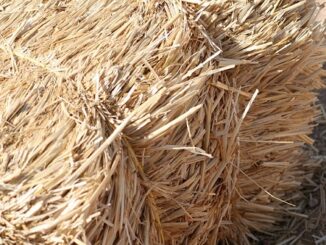 Hay- Roughage fodder
