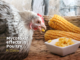Mycotoxin effects in Poultry