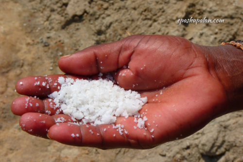 Importance and requirement of salt in animal feed – epashupalan