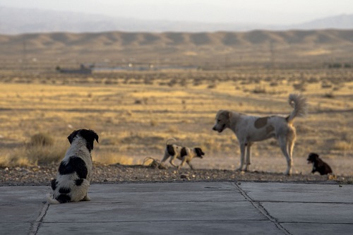 Stray Dogs: Menace or Social Responsibility – epashupalan