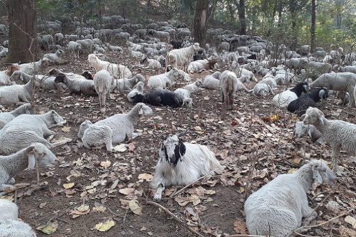 Sheep and Goats in hilly areas of Uttarakhand