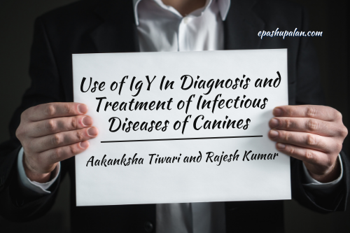 Use of IgY In Diagnosis and Treatment of Infectious Diseases of Canine