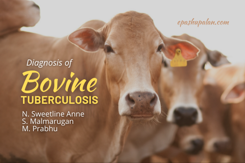 thesis on bovine tuberculosis