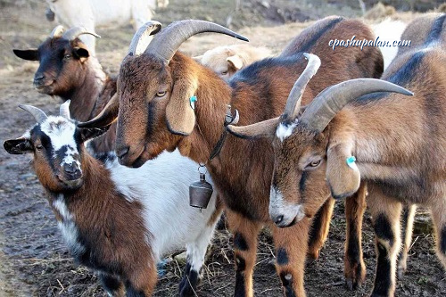goat farming in India