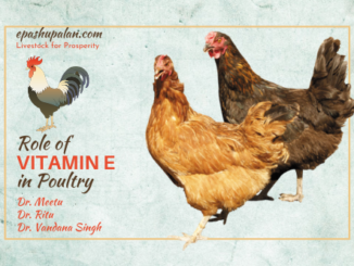 Role of Vitamin E in Poultry