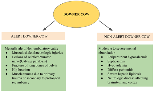 downers-cow-syndrome-a-clinical-challenge-epashupalan