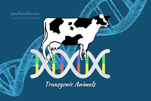 Production of Transgenic Animals – epashupalan