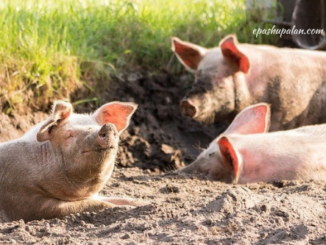 Swine Farming – epashupalan
